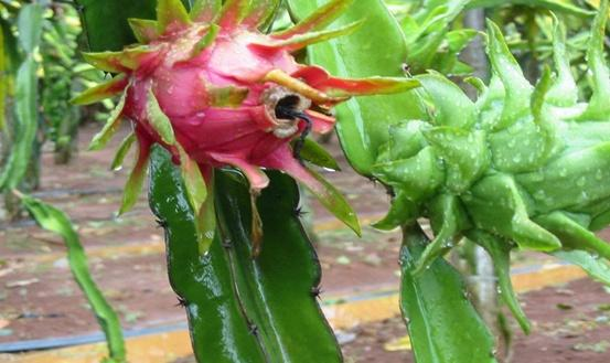 Pyramid cultivation techniques