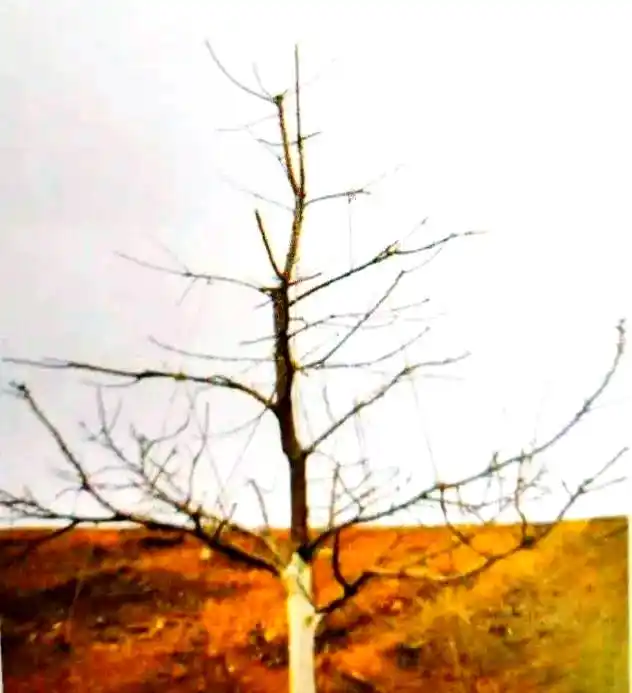 大樱桃种植技术