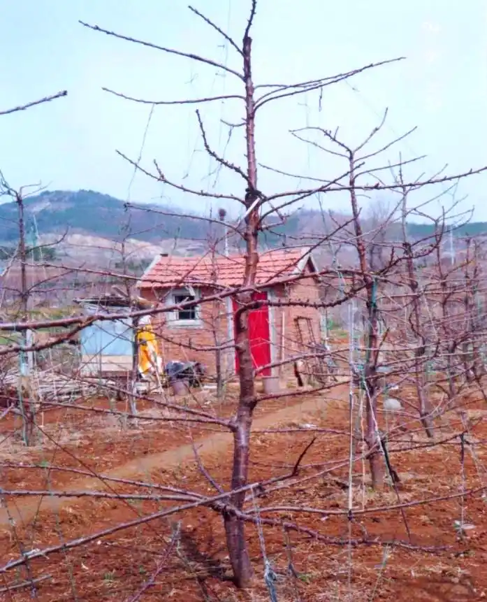 大樱桃种植技术