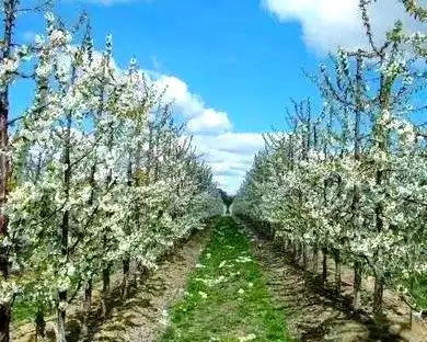 大樱桃种植技术
