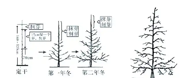 大樱桃种植技术