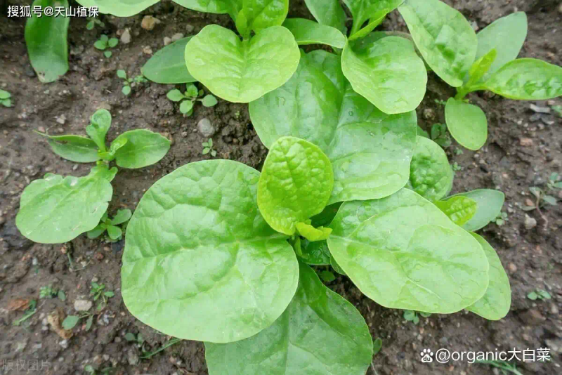 木耳的种植方法及季节