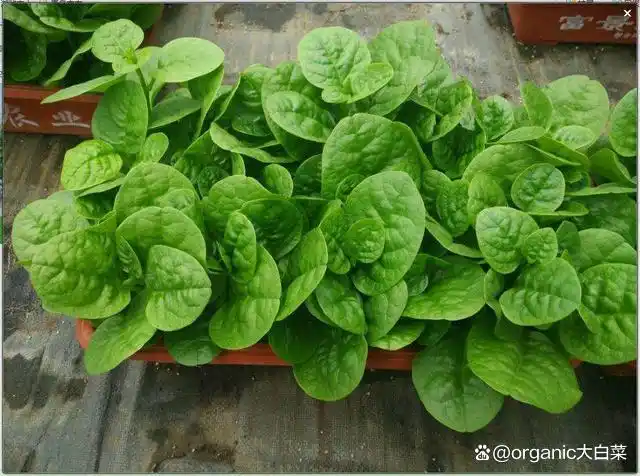 木耳的种植方法及季节