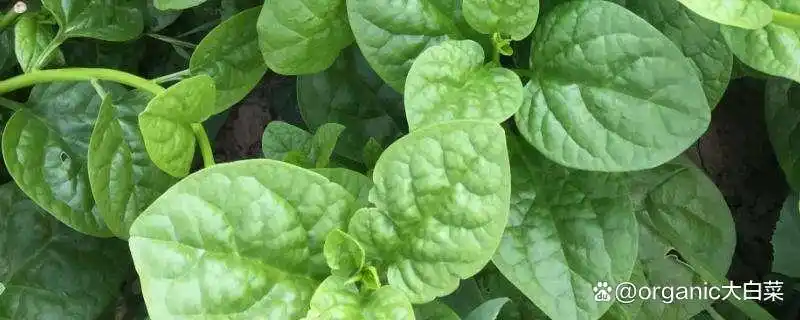 木耳的种植方法及季节