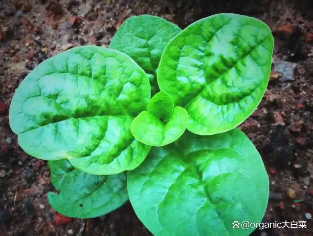 木耳的种植方法及季节