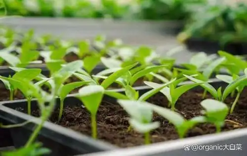 木耳的种植方法及季节