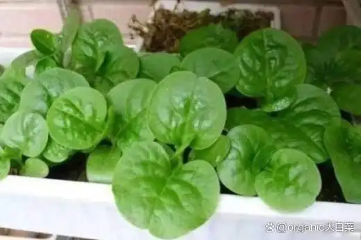 木耳的种植方法及季节