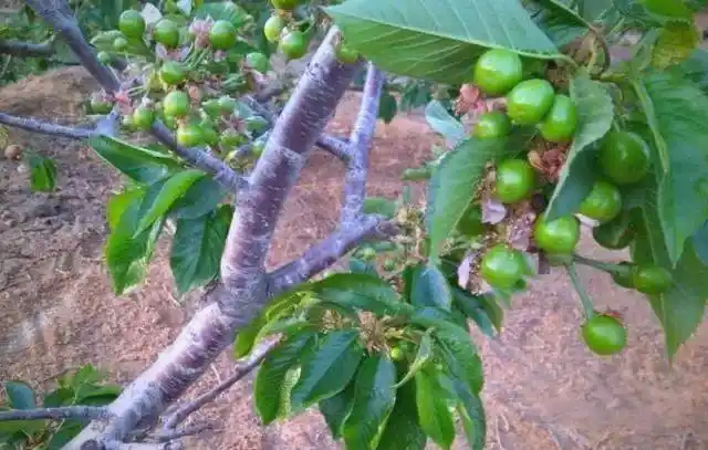大樱桃种植技术