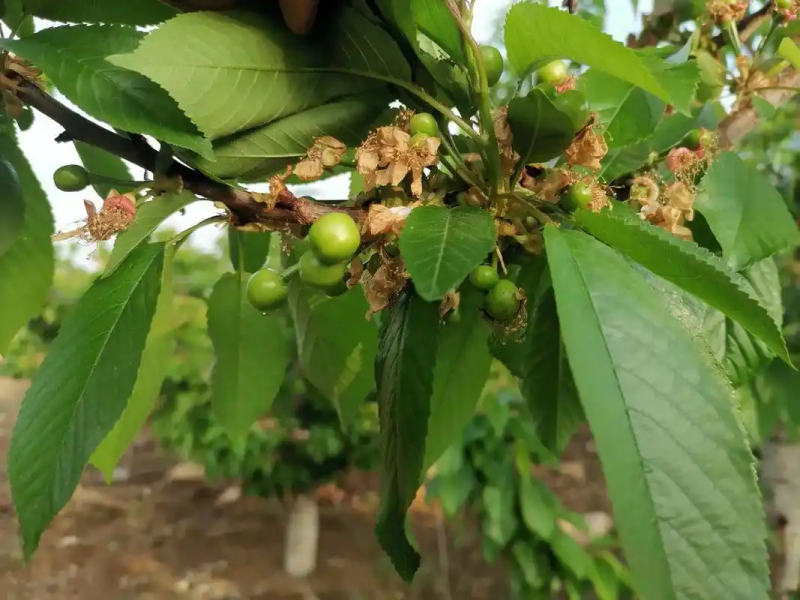 大樱桃种植技术