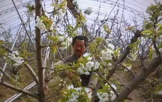 大樱桃种植技术