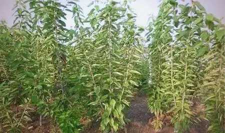 大樱桃种植技术