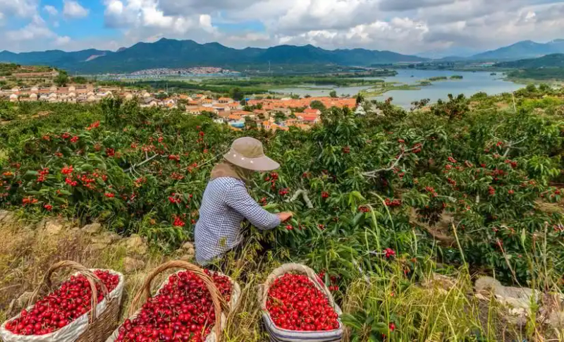 大樱桃种植技术