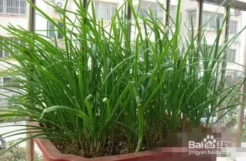 盆栽韭菜种植技术