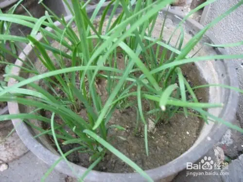盆栽韭菜种植技术