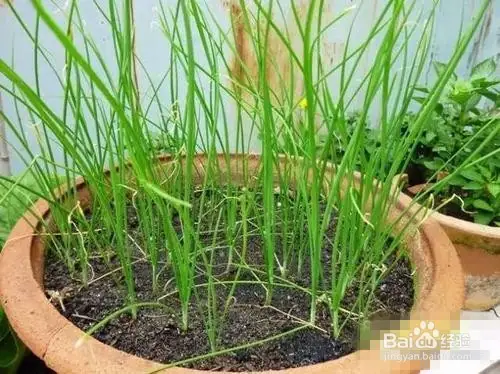 盆栽韭菜种植技术