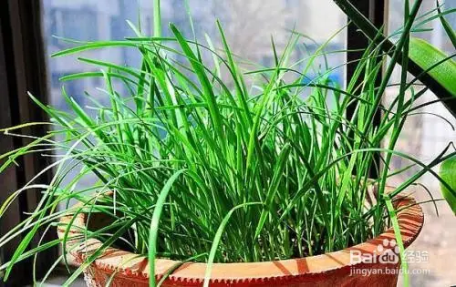盆栽韭菜种植技术