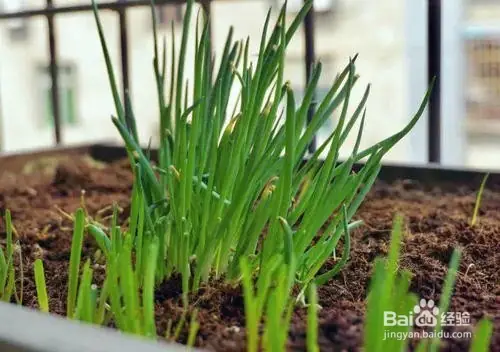 盆栽韭菜种植技术