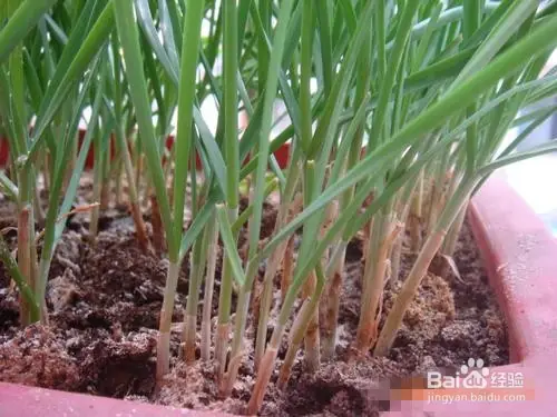 盆栽韭菜种植技术