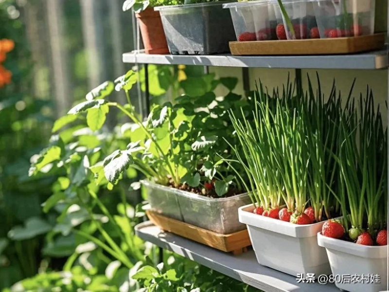 How do you grow strawberries on the balcony
