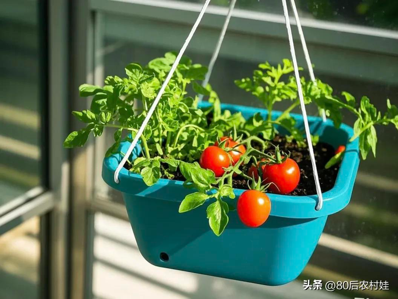 How do you grow strawberries on the balcony