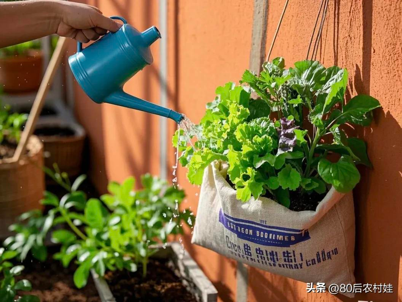 How do you grow strawberries on the balcony