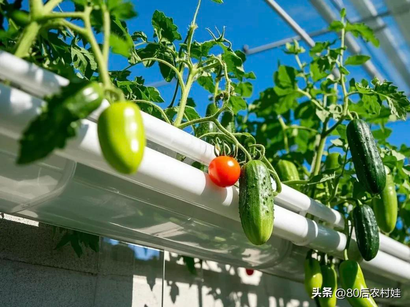 How do you grow strawberries on the balcony