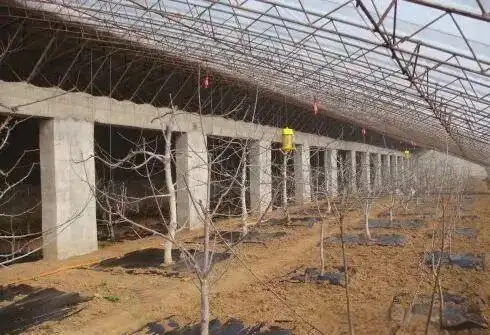 大樱桃种植技术