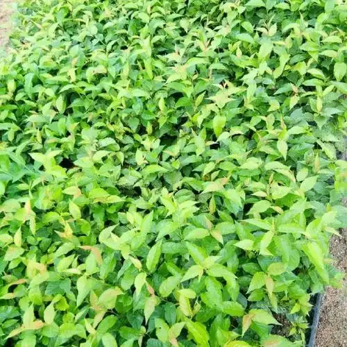 大樱桃种植技术