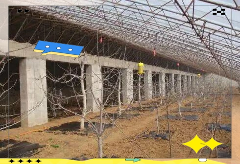 大樱桃种植技术