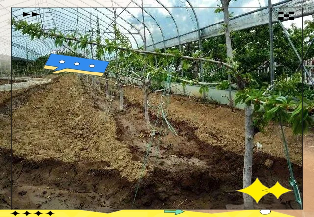 大樱桃种植技术