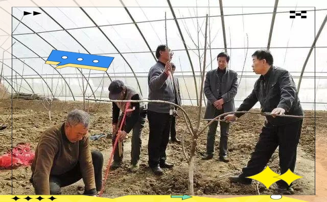 大樱桃种植技术