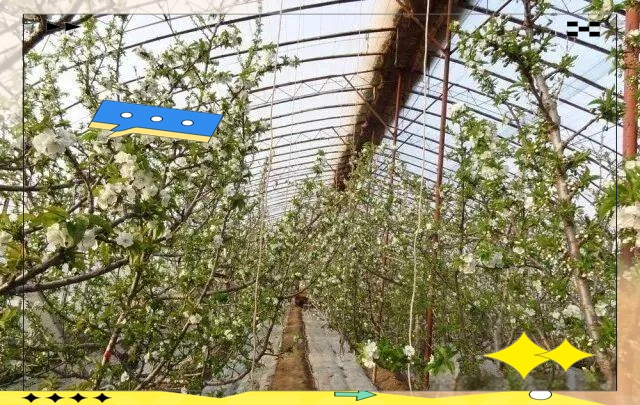 大樱桃种植技术