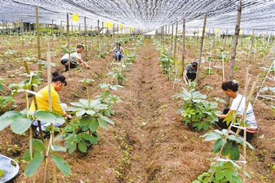 Methods of planting heavy buildings