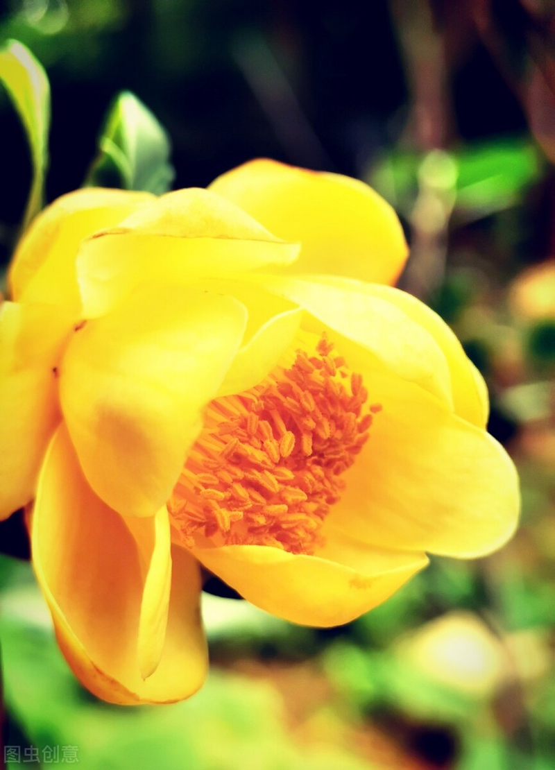 How to grow tea with gold