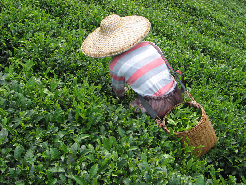 How to grow tea with gold