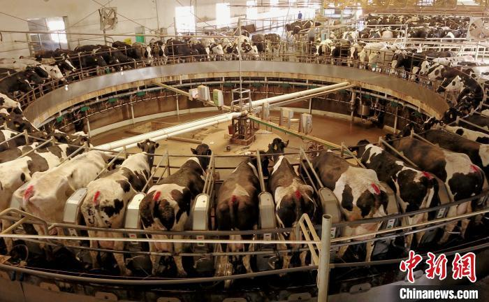 蒙牛纯牛奶16包装多少钱