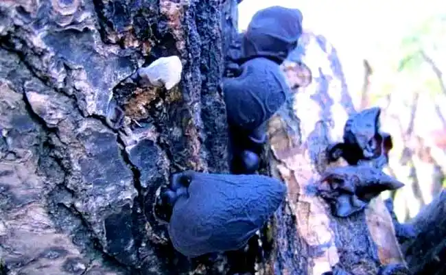 木耳的种植方法及季节