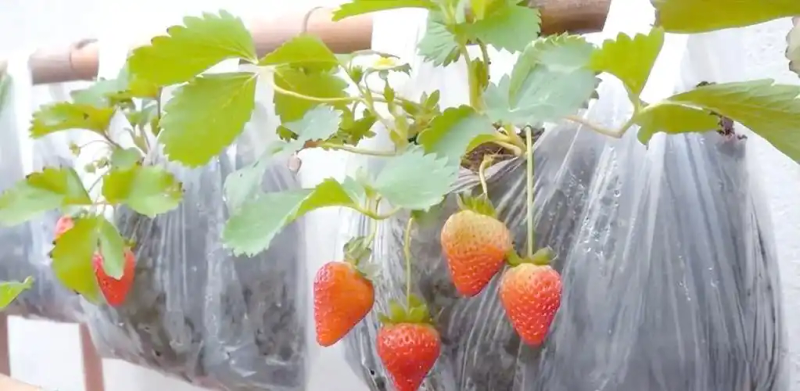 木耳的种植方法及季节