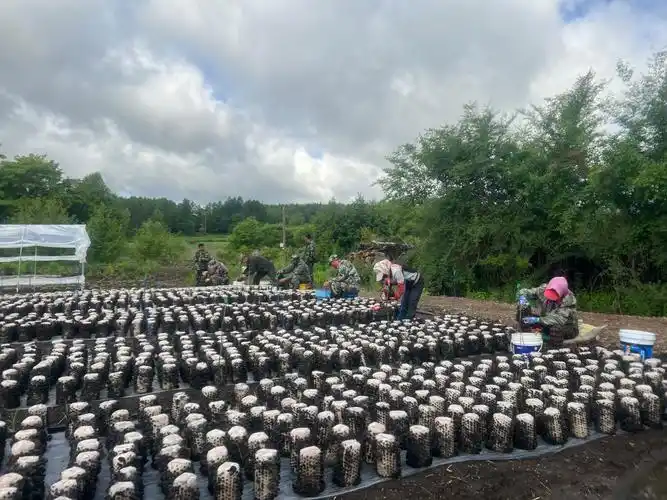 木耳的种植方法及季节