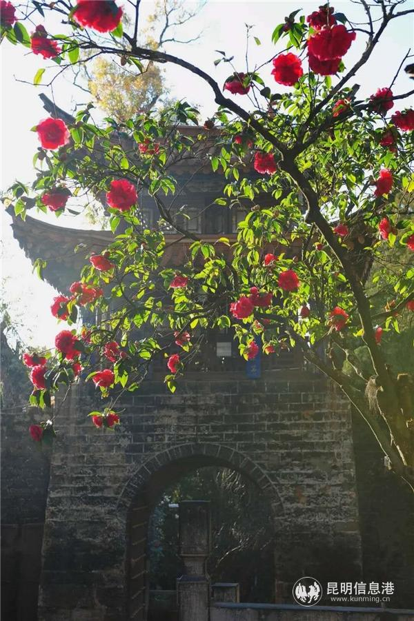 金花茶种植方法