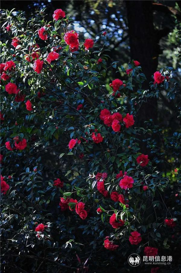 金花茶种植方法