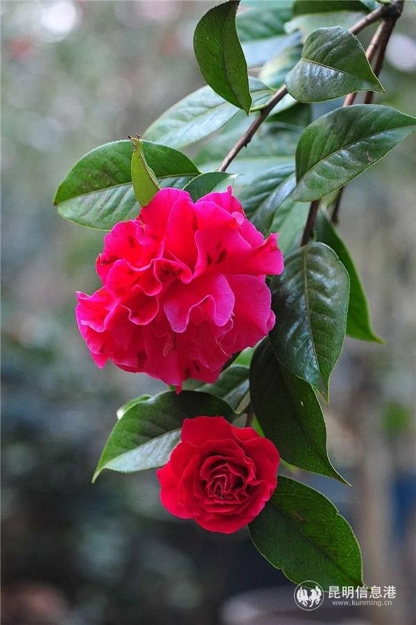 金花茶种植方法