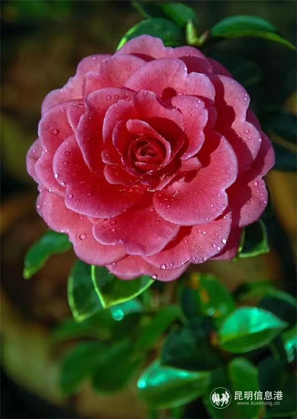 金花茶种植方法