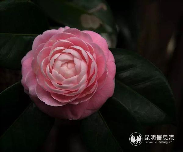 金花茶种植方法