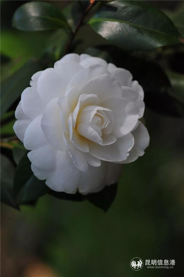 金花茶种植方法