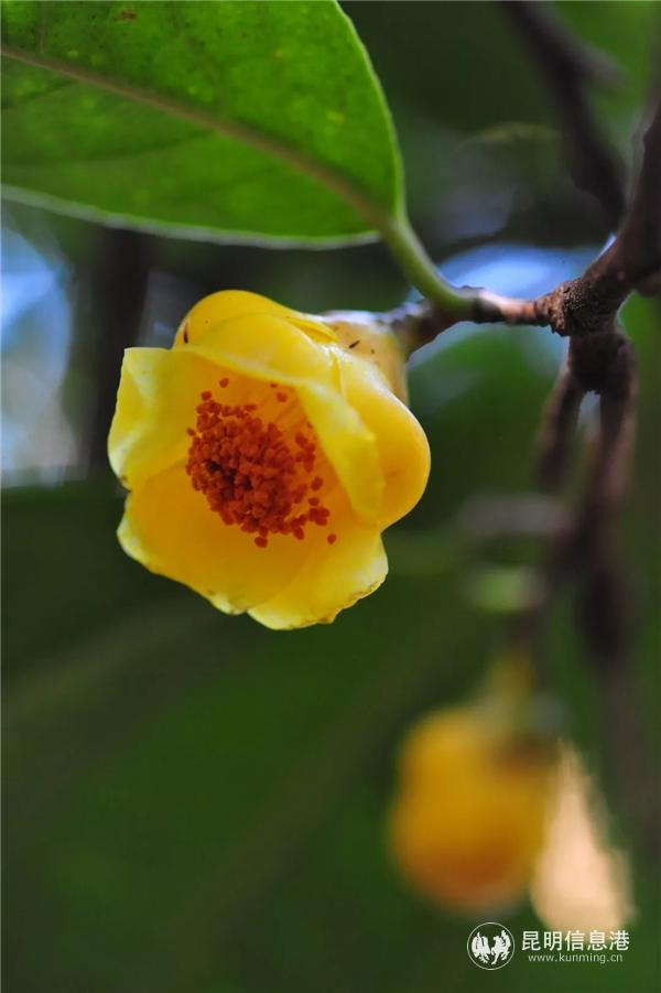 金花茶种植方法