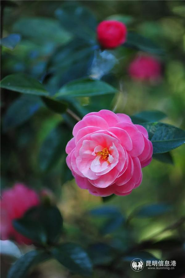 金花茶种植方法