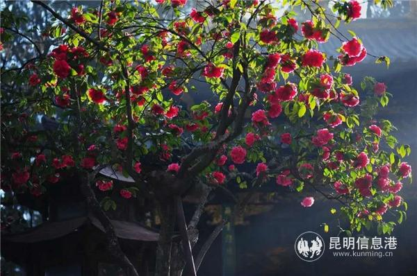 金花茶种植方法