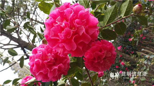 金花茶种植方法