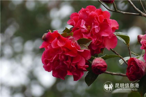 金花茶种植方法